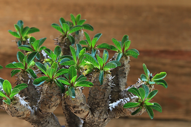 ギラウミニアナ　コーデックス　塊根植物　ユフォルビア　陶器鉢　植木鉢　益子　益子焼　横山雄一