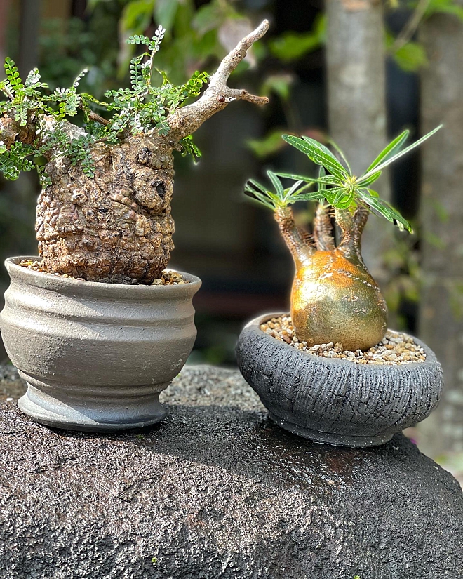 アガベ・塊根植物の陶器鉢制作と販売。植木鉢オーダー・塊根植物・人気 