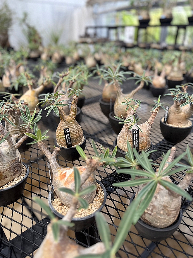 鉢　植木鉢　コーデックス　作家鉢　益子焼　横山鉢　横山雄一　グッドデイズ　GOODDAYS　けしきや　コーデックス専門店　植物店　高根沢　アガベ　ユーフォルビア　栃木　パキポディウムグラキリス　オペルクリカリアパプキス