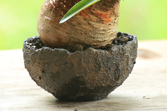 アガベ　鉢　陶器鉢　植木鉢　作家鉢　ヨコヤマ　コーデックス　横山雄一　益子　栃木　窯元よこやま　パキポディウムグラキリス　　オペルクリカリアパプキス