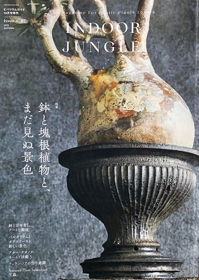 植木鉢　塊根植物　陶器鉢　鉢　作家　横山雄一　宇宙　銀河　インドアジャングル　コーデックス　アガベ　益子　益子焼