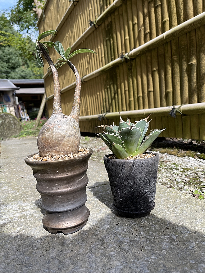 陶器鉢 Lサイズ グラキリス アガベ 塊根植物 - その他