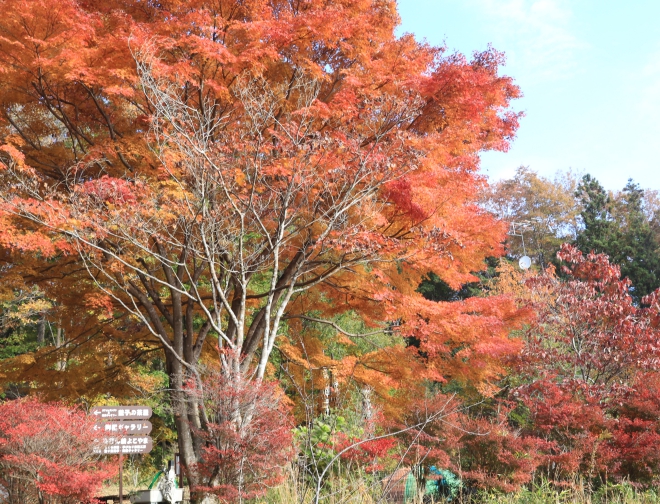 紅葉情報 紅葉見頃 益子 森のレストラン 紅葉