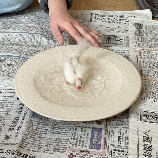 オーダーメイド品　小鳥の水浴び皿　脚弱文鳥