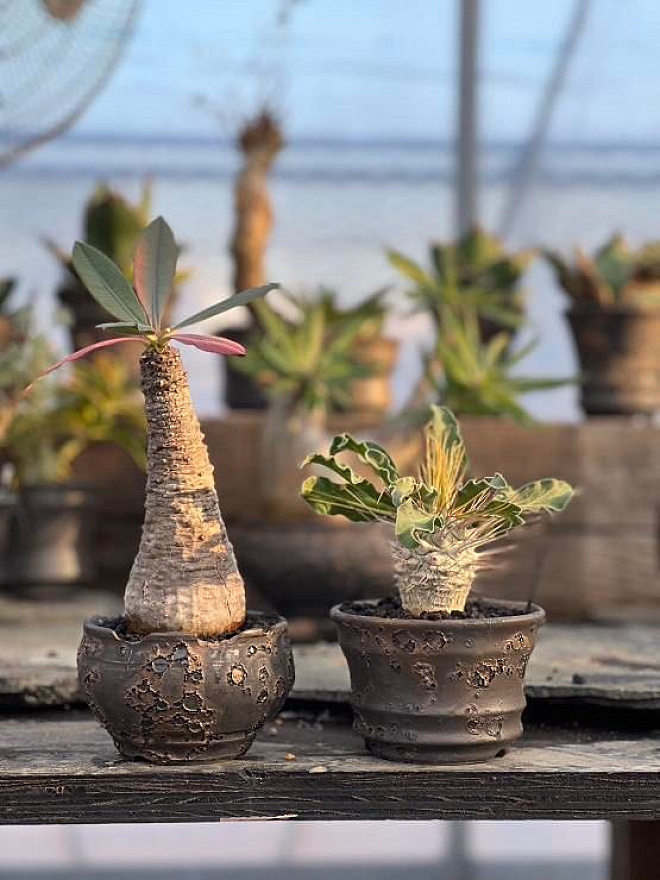 鉢　横山雄一　cactus330　塊根植物