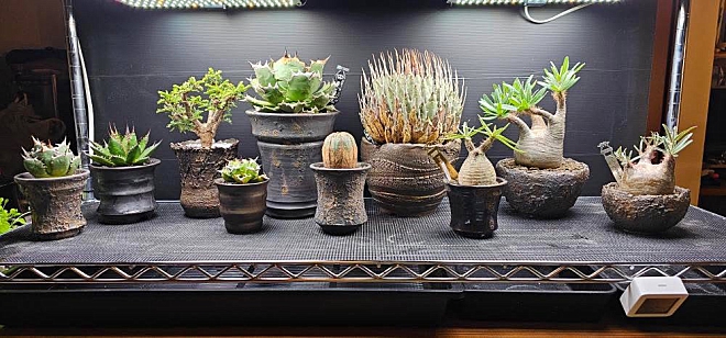 コーデックス　アガベ　植木鉢　ヨコヤマ　よこやま　横山雄一　ビザールプランツ　サボテン　グラキリス