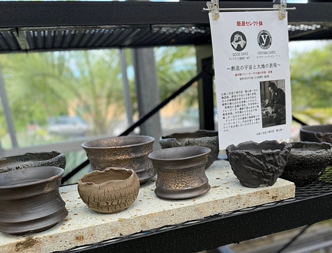 鉢　植木鉢　コーデックス　作家鉢　益子焼　横山鉢　横山雄一　グッドデイズ　GOODDAYS　けしきや　コーデックス専門店　植物店　高根沢　アガベ　ユーフォルビア　栃木　パキポディウムグラキリス　オペルクリカリアパプキス