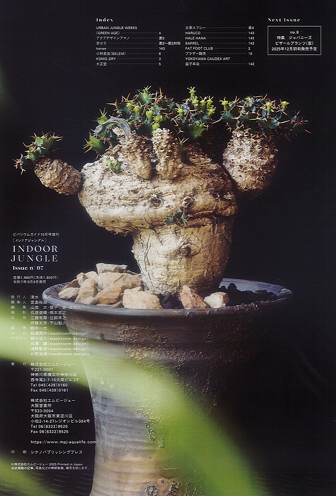 植木鉢　塊根植物　陶器鉢　鉢　作家　横山雄一　宇宙　銀河　インドアジャングル　コーデックス　アガベ　益子　益子焼