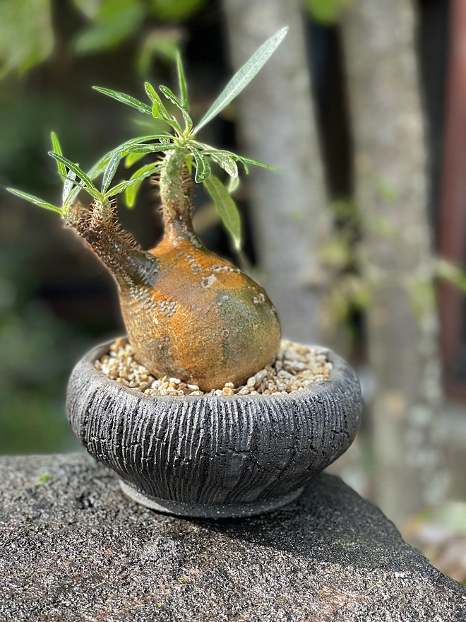 植木鉢　鉢　塊根　パキポディウム　グラキリス　