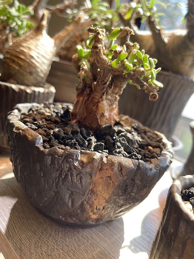 YOKOYAMA CAUDEX ART益子本店 ～塊根植物 アガベ鉢専門店～ | 益子焼