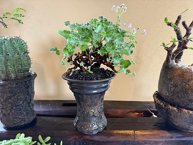 ミラビレ　植物　鉢　鉢と植物　植物と鉢　益子　陶器　よこやま　ヨコヤマ　横山雄一　コーデックス