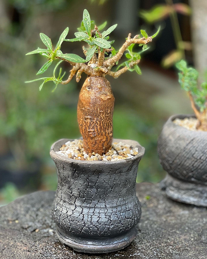 アガベ陶器鉢 植木鉢 塊根植物 - 植物/観葉植物