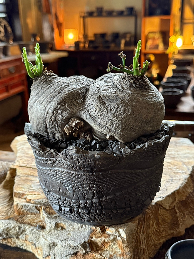 ユーフォルビア 植物 プランツ 珍奇植物