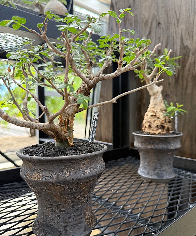 鉢　植木鉢　コーデックス　作家鉢　益子焼　横山鉢　横山雄一　グッドデイズ　GOODDAYS　けしきや　コーデックス専門店　植物店　高根沢　アガベ　ユーフォルビア　栃木　パキポディウムグラキリス　オペルクリカリアパプキス