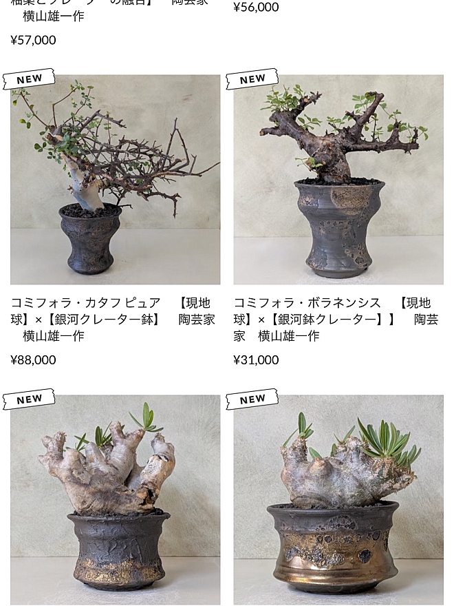 プランツマン　グッドデイズ　GOODDAYS　塊根植物　Plants　コーデックス　鉢　植木鉢　横山雄一　アガベ　益子　益子焼　ユーフォルビア