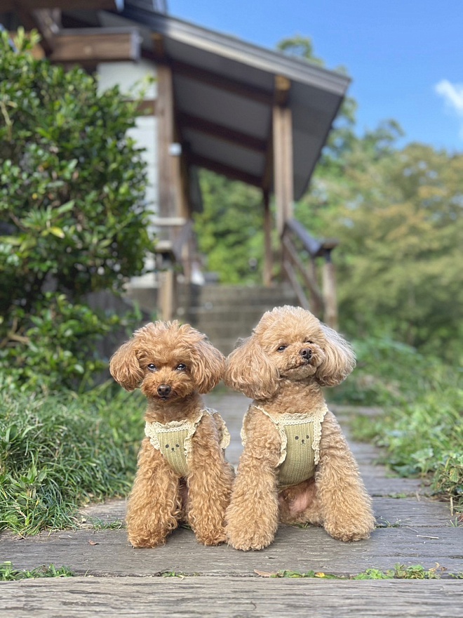 愛犬　ランチ　ドッグラン　森のレストラン