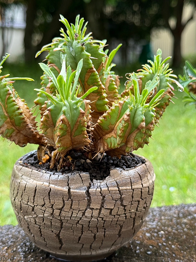 ユーフォルビア　鉢　植木鉢　横山雄一　益子