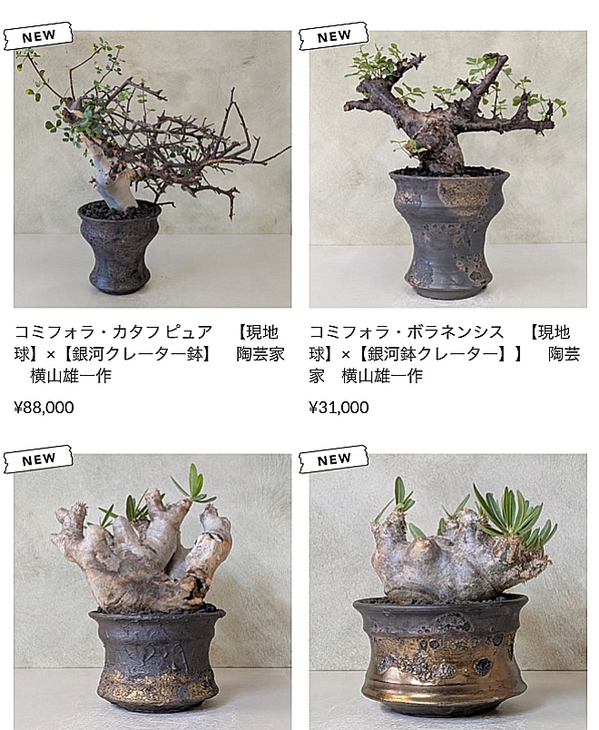 プランツマン　タカネザワ　植物　塊根植物　アガベ　ユーフォルビア　植物店　コーデックス　栃木