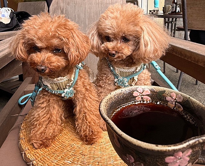 森のレストラン　ランチ　ペット同伴　テラス席