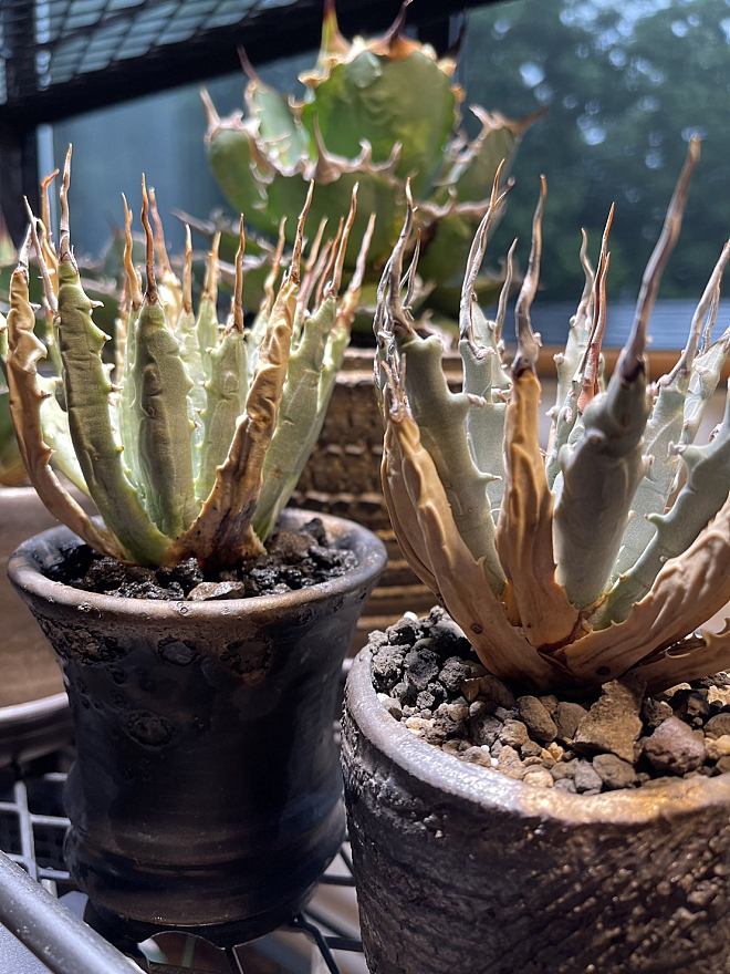 アガベ陶器鉢 植木鉢 塊根植物 - 植物/観葉植物