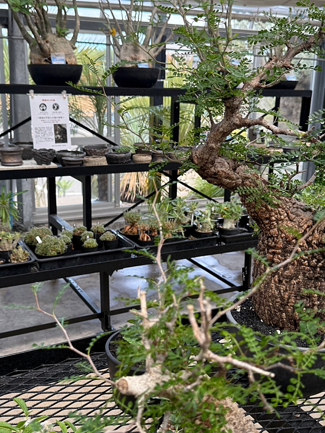鉢　植木鉢　コーデックス　作家鉢　益子焼　横山鉢　横山雄一　グッドデイズ　GOODDAYS　けしきや　コーデックス専門店　植物店　高根沢　アガベ　ユーフォルビア　栃木　パキポディウムグラキリス　オペルクリカリアパプキス