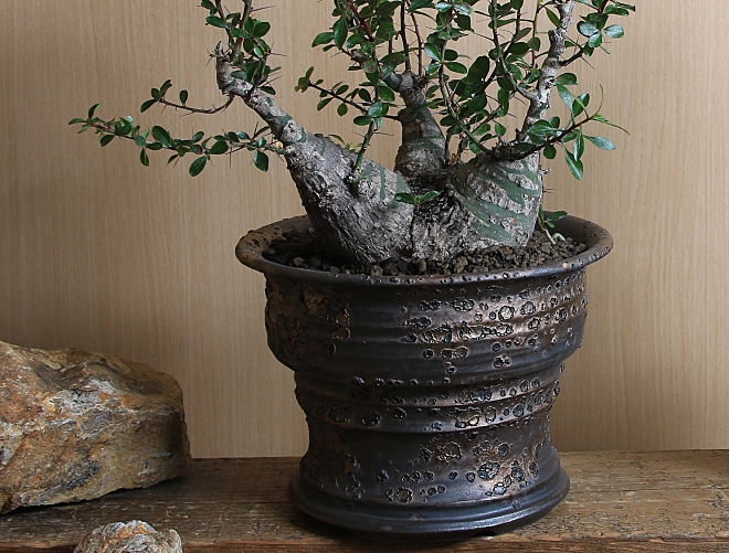 植木鉢　鉢　陶器鉢　ファシクラータ