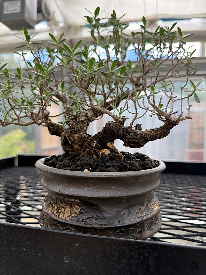 鉢　植木鉢　コーデックス　作家鉢　益子焼　横山鉢　横山雄一　グッドデイズ　GOODDAYS　けしきや　コーデックス専門店　植物店　高根沢　アガベ　ユーフォルビア　栃木　パキポディウムグラキリス　オペルクリカリアパプキス