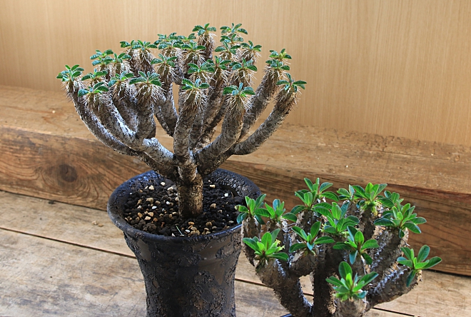 ギラウミニアナ　コーデックス　塊根植物　ユフォルビア　陶器鉢　植木鉢　益子　益子焼　横山雄一