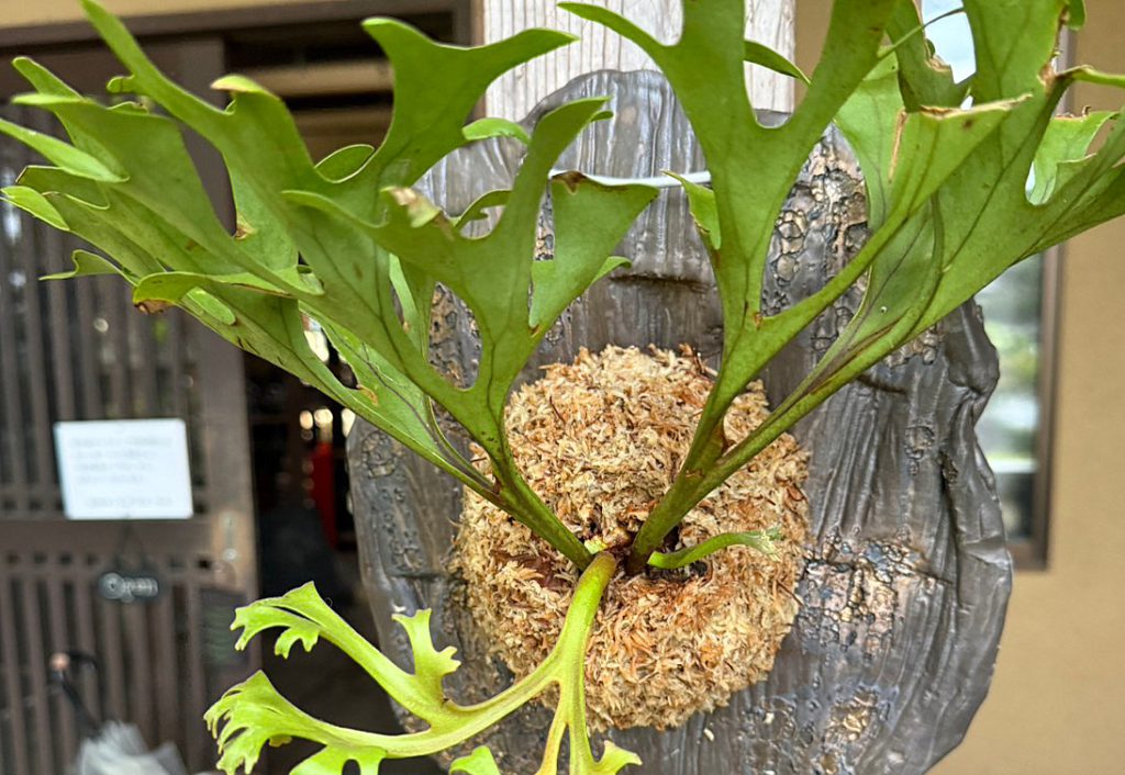 ビカクシダ　陶板　益子焼　プレート　陶器　シダ　植物　plants