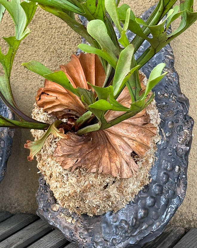 ビカクシダ　陶板　益子焼　プレート　陶器　シダ　植物　plants