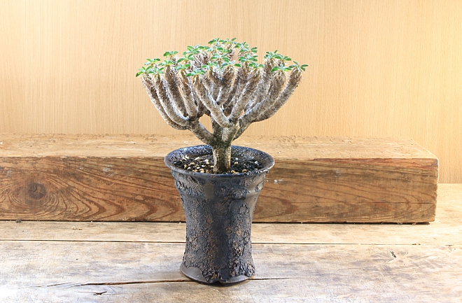 ギラウミニアナ　コーデックス　塊根植物　ユフォルビア　陶器鉢　植木鉢　益子　益子焼　横山雄一