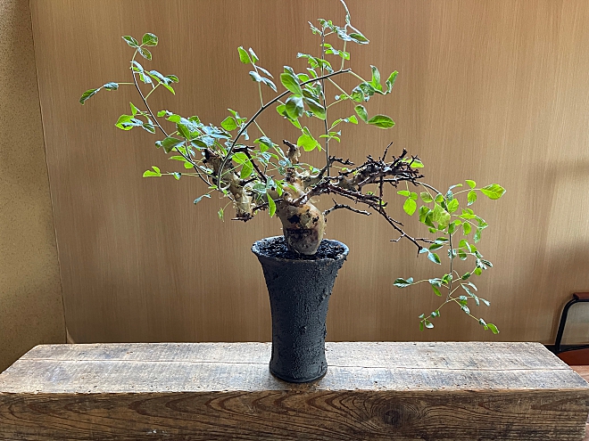 コミュフォラ　コーデックス　マダガスカル　カタフ　塊根植物　盆栽　鉢　植木鉢