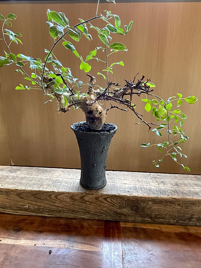 コミュフォラ　コーデックス　マダガスカル　カタフ　塊根植物　盆栽　鉢　植木鉢