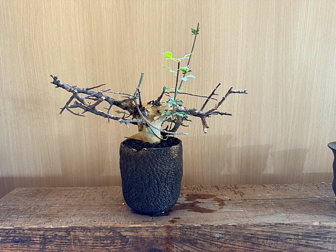 コミュフォラ　コーデックス　マダガスカル　カタフ　塊根植物　盆栽　鉢　植木鉢