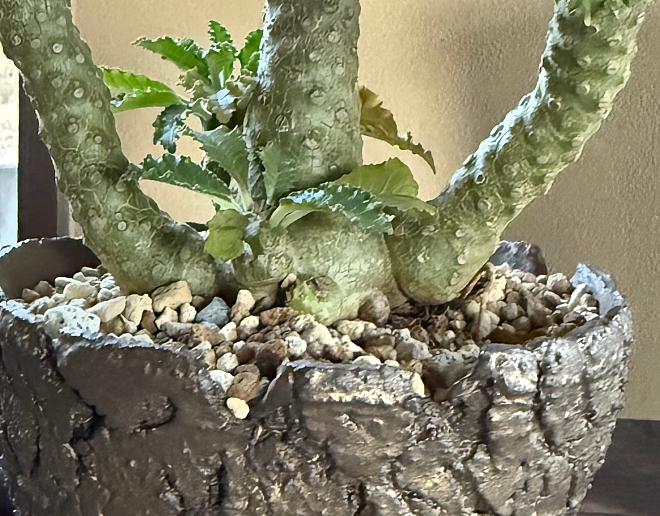 ドルステニアギガス　ギガス　植物　鉢　ヨコヤマ　益子焼