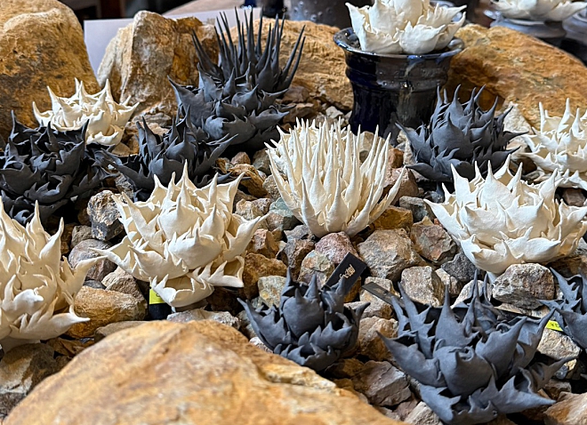 陶アガベ Kimi-Aki 作家作品 Agave アガベ 陶器