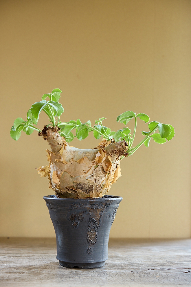 Cyphostemma　キフォンテンマ　鉢　コーデックス　育て方　特徴　益子焼　