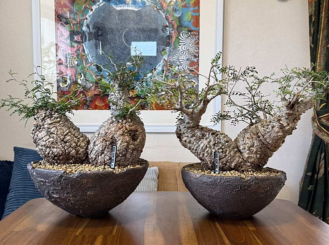 オペルクリカリアパプキス　鉢　大鉢　益子焼　陶器　作家鉢　コーデックス　塊根植物